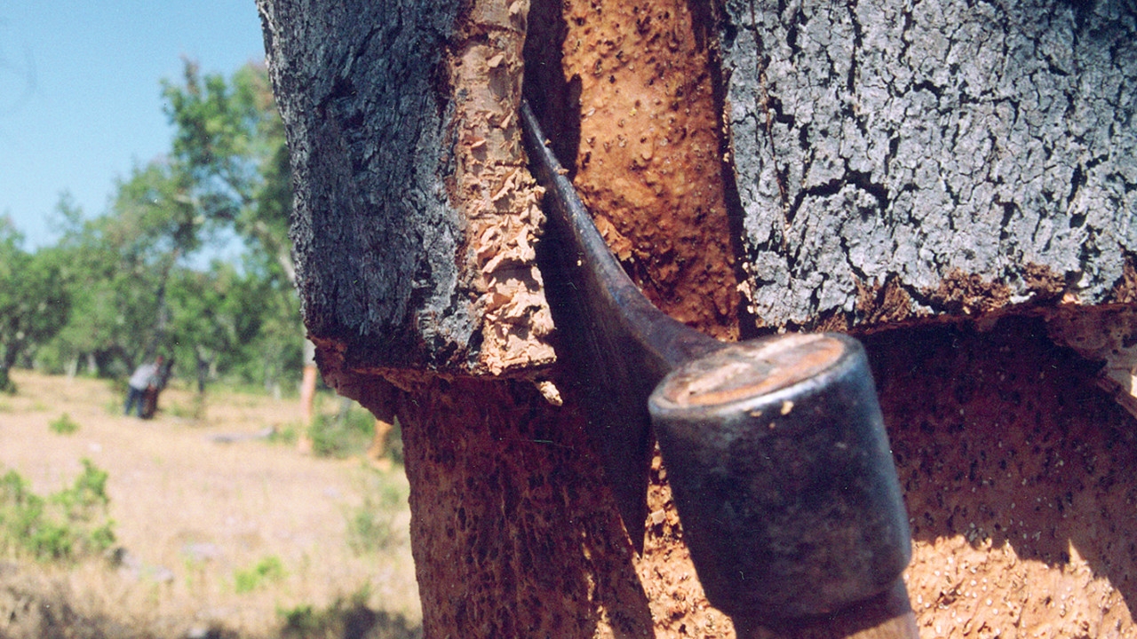 Cork bark harvesting by hand