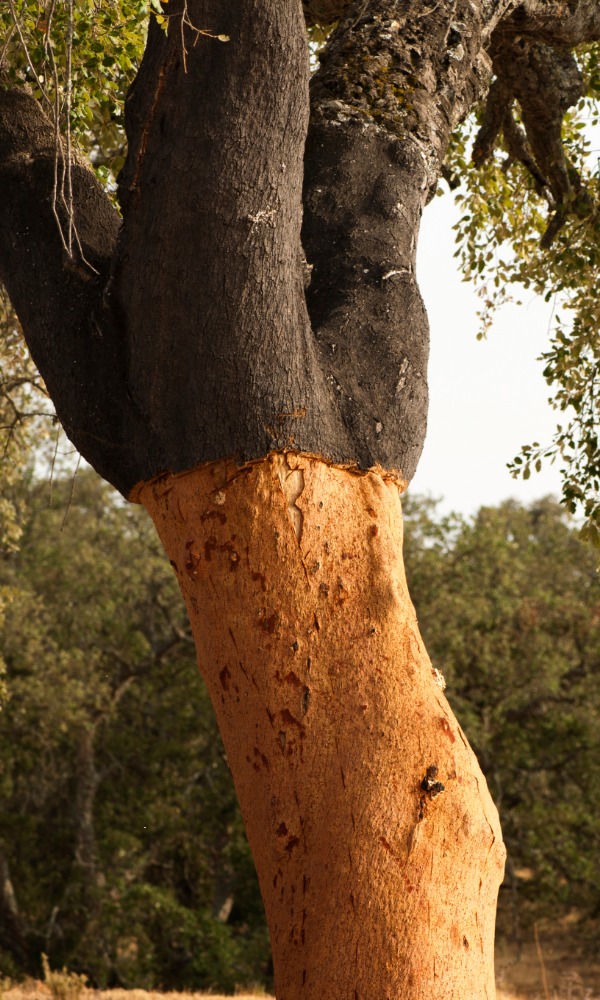 Cork oak forest
